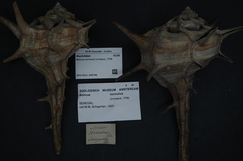 File:Naturalis Biodiversity Center - ZMA.MOLL.348796 - Bolinus cornutus (Linnaeus, 1758) - Muricidae - Mollusc shell.jpeg