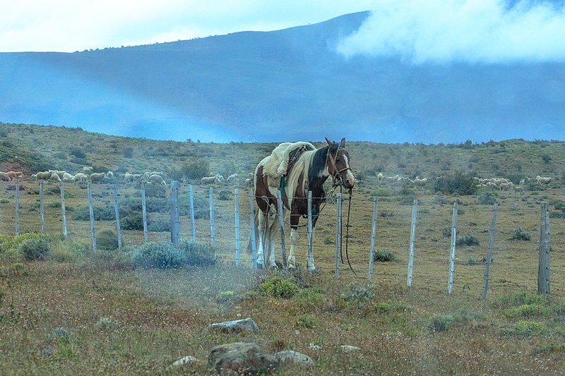 File:Near the east end of Lago Sarmiento de Gambia, Chile - at home on the range.!! - (25093513791).jpg