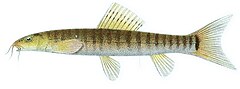 Description de l'image Nemacheilus fasciatus Bleeker.jpg.