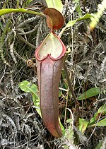 Thumbnail for Nepenthes beccariana