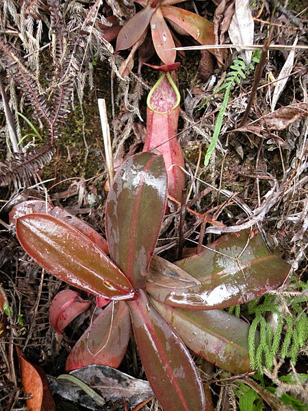 File:Nepenthes benstonei11.jpg