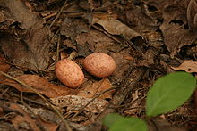 Two splotched pinkish eggs rest on dead leaves on the ground.