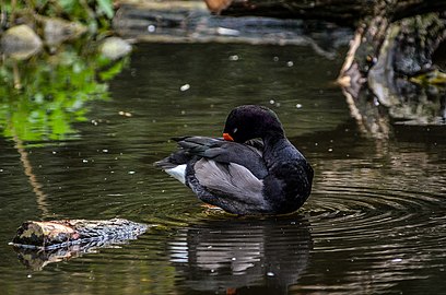 Adult male preening