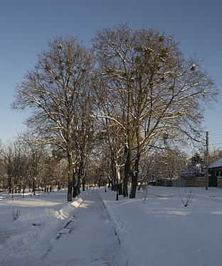 Trees in New Bavaria Park in Kharkiv
