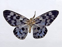 Noctuidae - Longicella mollis.JPG
