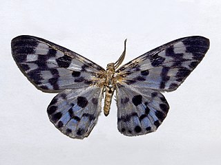 <i>Longicella</i> Genus of moths