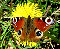 Peacock butterfly