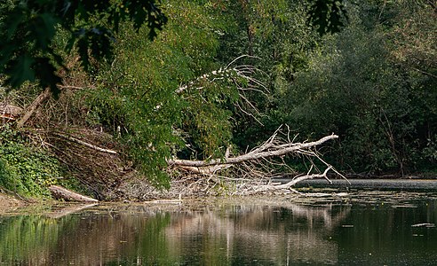 Oberwaldsee Karlsruhe