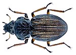 Miniatura para Ochthebius colveranus