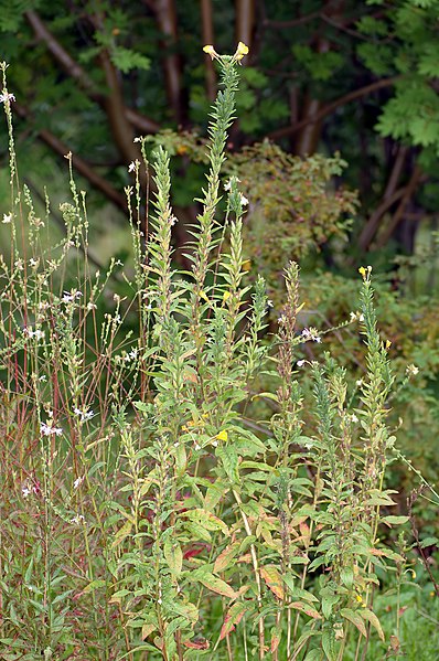 File:Oenothera x hoelscheri (aka).jpg