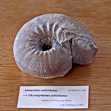 Olcostephanidae - Olcostephanus astierianus.JPG