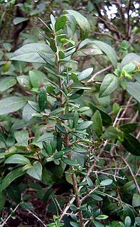 <i>Olea oleaster</i> variety of plant