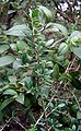 Olivastro (oleastro, olivo selvatico) Olea europaea var. sylvestris