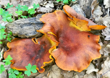 Omphalotus olearus from South Africa Omphalotus olearus.png