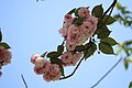 P133 大村桜 Omurazakura 花の写真