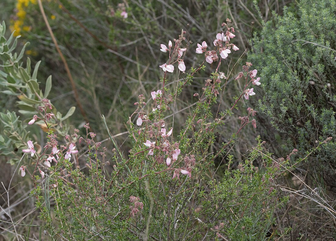 Ononis fruticosa