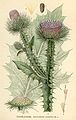 Onopordum acanthium Carl Axel Magnus Lindman Bilder ur Nordens Flora, pl. 6