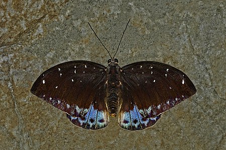 Dorsal view