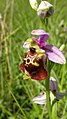 Ophrys holoserica Germany - Taubergießen