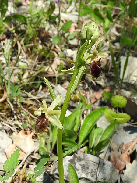 File:Ophrys sphegodes 23.jpg