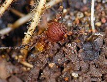 Opiliones, Laniatores, F. Samoidae, Pellobunus insularis, female (2532168387).jpg