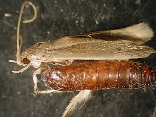 <i>Opogona sacchari</i> species of insect