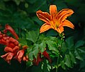 Orange Daylily (Hemerocallis fulva) among Campsis.jpg