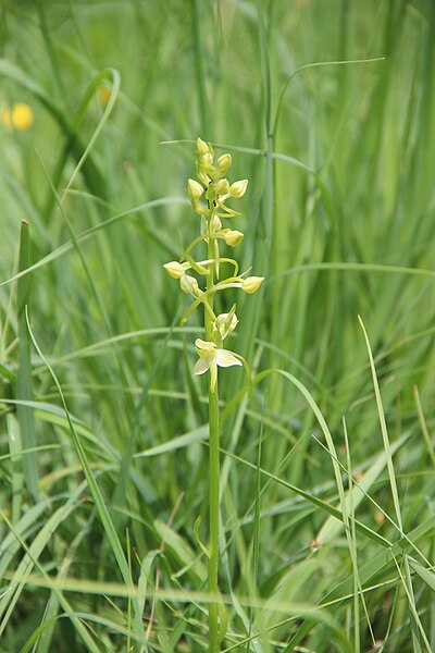 File:Orchid-Repentance-2012-06-10 40.jpg