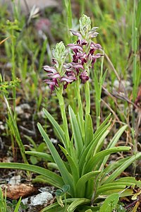 Orchis coriophora1.JPG