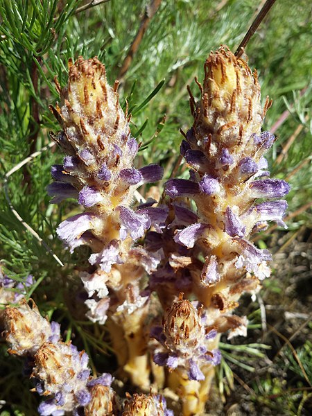 File:Orobanche coerulescens sl20.jpg