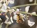 Квіти з бджолою-запилювачем Osmia gracilicornis