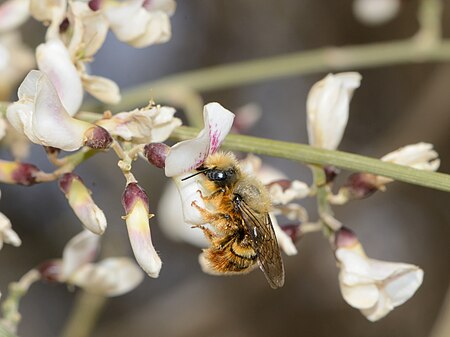 Osmia_gracilicornis