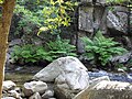 Osmunda regalis (Corse)