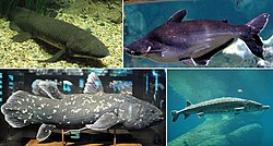 硬骨魚綱 Wikipedia