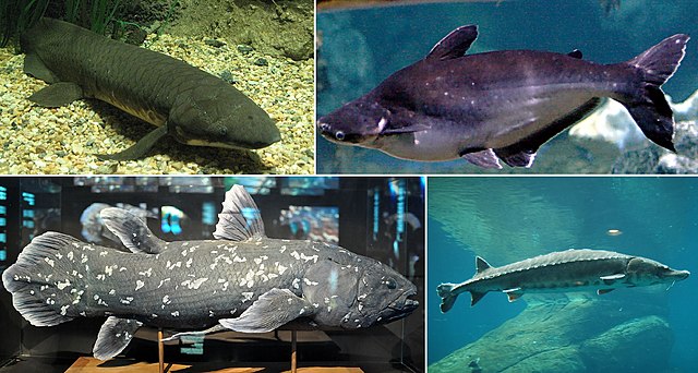 硬骨魚類 - Wikipedia