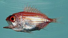 Ostichthys trachypoma.jpg