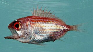 <span class="mw-page-title-main">Bigeye soldierfish</span> Species of fish