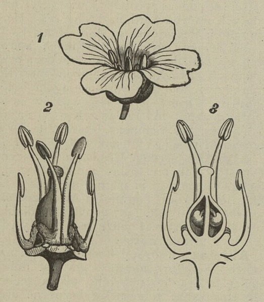 File:Ottův slovník naučný – obrázek č. 0179.jpg