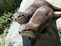Otters (Lutrinae)