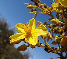 Ouratea hexasperma flower.jpg