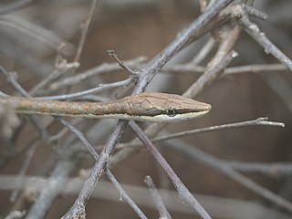 <i>Oxybelis transandinus</i> Species of snake