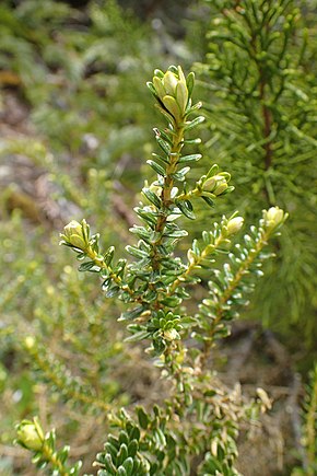 Beskrivelse af billedet Ozothamnus leptophyllus kz1.jpg.