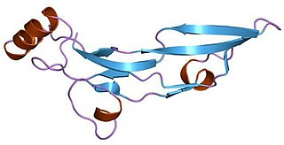 <span class="mw-page-title-main">Transforming growth factor beta superfamily</span> Protein family