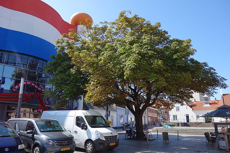 File:Paardenkastanjeboom Gasthuisplein, Zandvoort.jpg