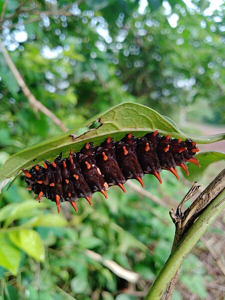 File:Pachliopta aristolochiae commonRose Larva vijayanrajapuram 05.jpg