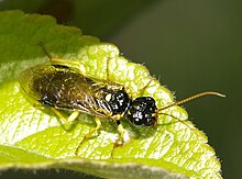 Pamphilius sylvaticus (18965600796) .jpg