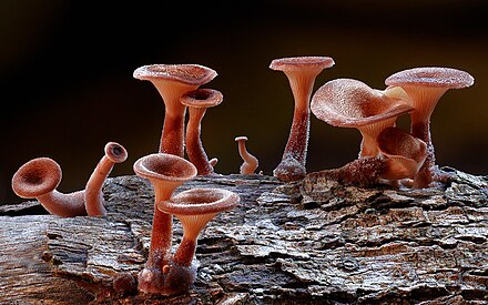 Экзотические грибы. Стив Аксфорд мир грибов. Лерациомицес (leratiomyces). Panus fasciatus гриб. Очень красивые грибы.