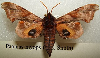 <i>Paonias myops</i> Species of moth