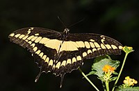Papilio cresphontes.