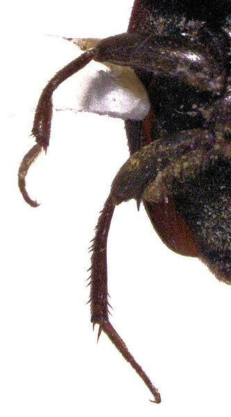 File:Paracatops acantharius male topotype ventral.jpg